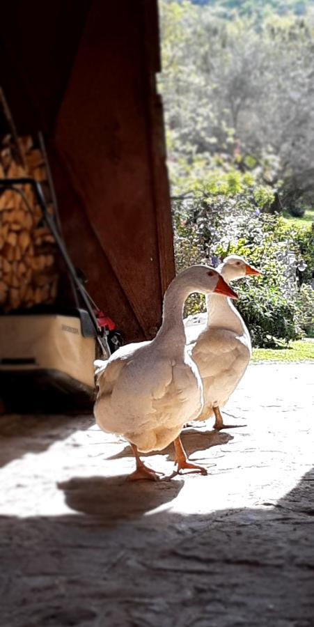 Il Glicine Bed & Breakfast San Dorligo della Valle Luaran gambar